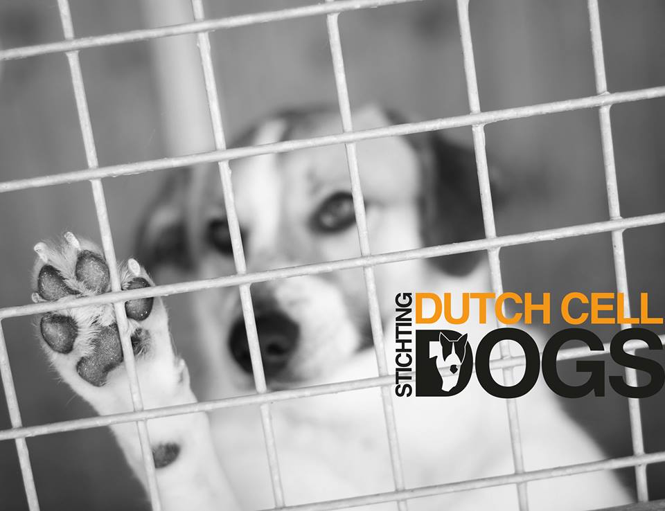A day with Dutch Cell Dogs.