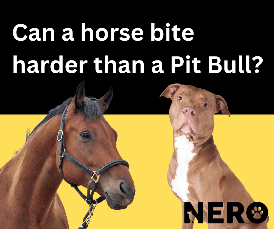 Can a horse bite harder than a Pit Bull?
