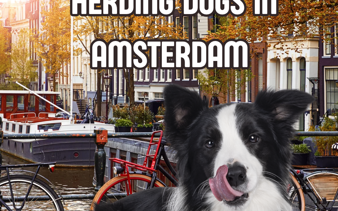 Herding Dogs in Amsterdam